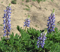 Porter Ranch Lupine